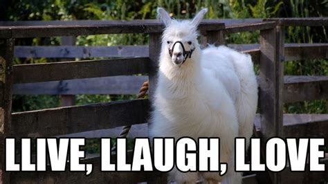 21 Funny Llama Memes If You Don't Need No Drama