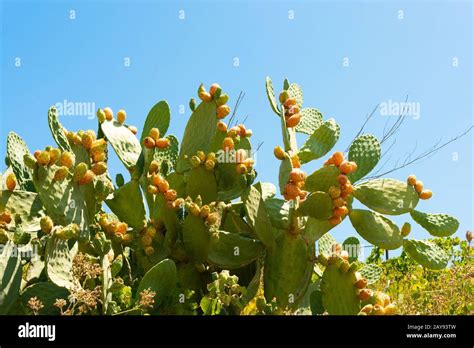 Planta De Pera Espinosa Con Higo De Cactus Madurado Planta De Cactus