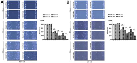 Overexpression Of Tusc Suppressed Migration Of Glioma Cells A Wound