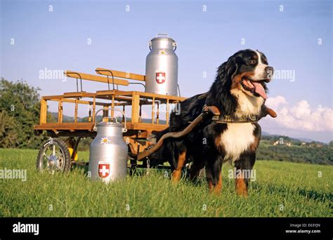 Bernese Mountain Dog Pulling Cart With Milk Churns Stock Photo Alamy