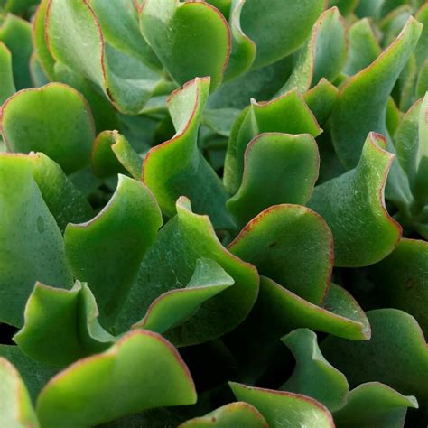 Crassula Curly Crassula Arborescens Mygardenlife