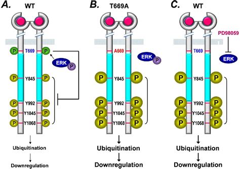 Figure From Epidermal Growth Factor Receptor Egfr Phosphorylation