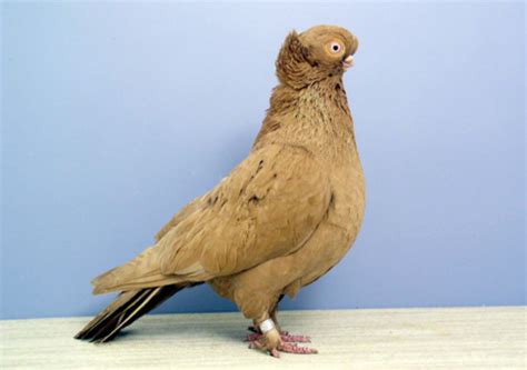 African Owl Pigeon Breed Gallery