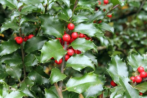 Holly Bush Branch With Berries Stock Image Image Of Cold Garden