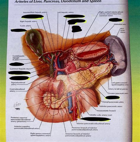 Arteries Of Liver Pancreas Duodenum And Spleen Plate Diagram