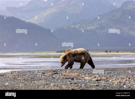 Blonde Grizzly Bear Ursus Arctos Horribilis Foraging Along A River In Lake Clark National