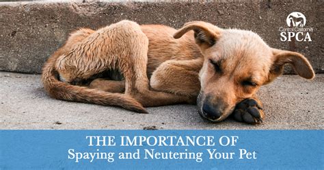 The Importance Of Spaying And Neutering Your Pet Central California