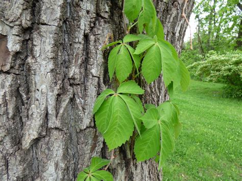 Virginia Creeper Vine 5 Leaves Wont Make You Itch Flickr