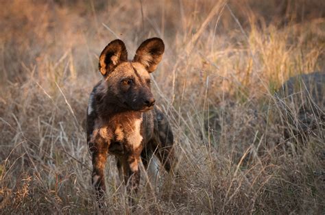 African Wild Dog | Sean Crane Photography