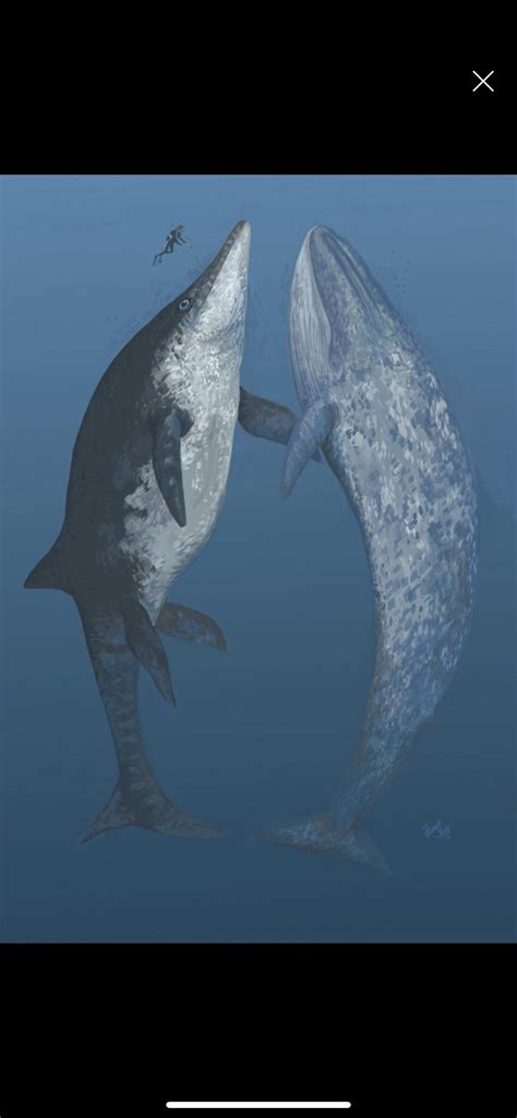 85 best Ichthyosaur images on Pholder | Naturewasmetal, Paleontology ...