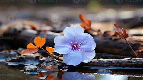 Lonely Blue Flower Forest Peaceful Landscape Freedom Scene Beautiful