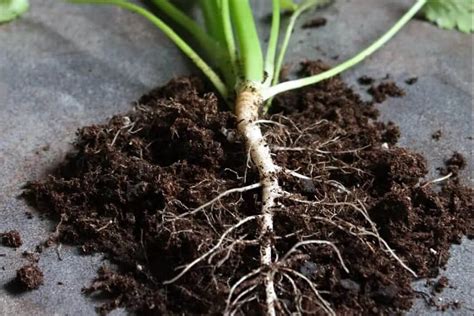 How To Identify Prevent Treat Root Rot Everything You Need To Know