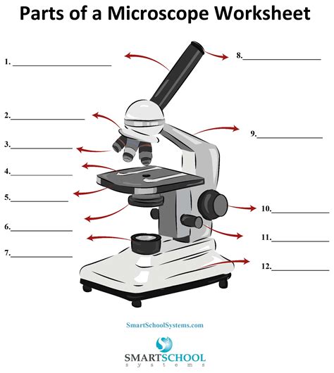 Activity Worksheet About Microscope