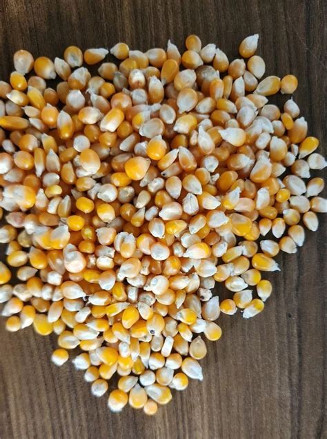 9108 Natural Popcorn Kernel Seeds High In Protein At Rs 90 Quintal In