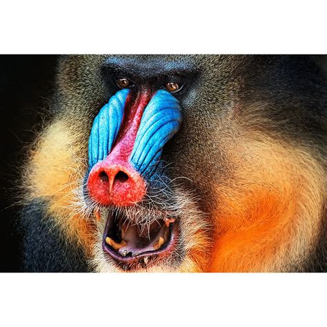 Led Bild Mandrill Querformat Bild Frame