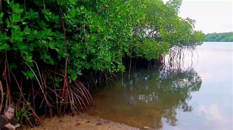 Rerimbunan Pantai Labuhan Merak Youtube