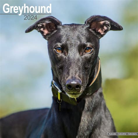 Italian Greyhound Calendar Dog Breed Calendars 2017 2018 Wall Calendars 16 Month By Avonside 3