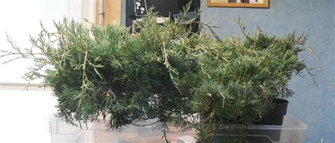 Juniperus pepiniere Les chuhin et autres grands bonsaï ParlonsBonsai