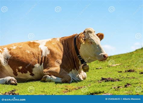 Brown And White Dairy Cow With Cowbell On A Mountain Pasture Alps