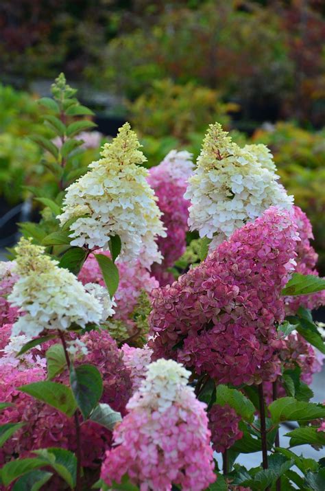 Hortensja Na Pniu Fraise Melba Hydrangea Kwiatomaniak Pl