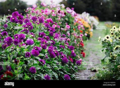 Dahlias hi-res stock photography and images - Alamy
