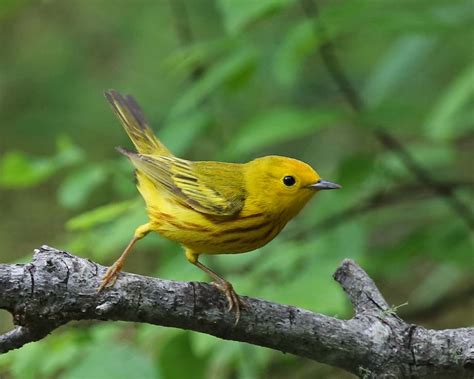 Pictures And Information On Yellow Warbler