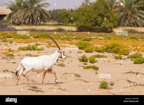 Endangered Arabian Oryxes Oryx Leucoryx In Dubai Desert Conservation