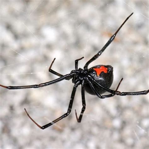 The Diet of Black Widow Spiderlings: A Guide to Keeping Them Well-fed