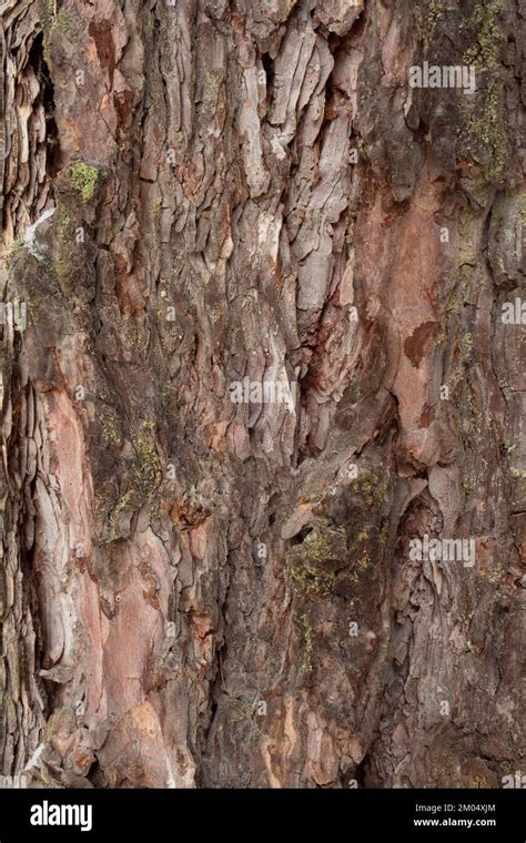 The Bark Of A Western Larch Tree Larix Occidentalis Along The