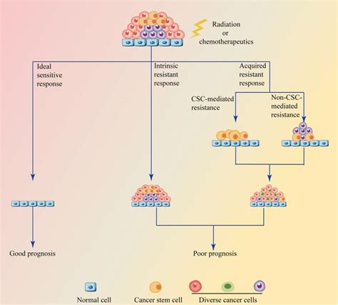 Responses Of Cancer Cells To Radiotherapy And Chemotherapy A Download Scientific Diagram