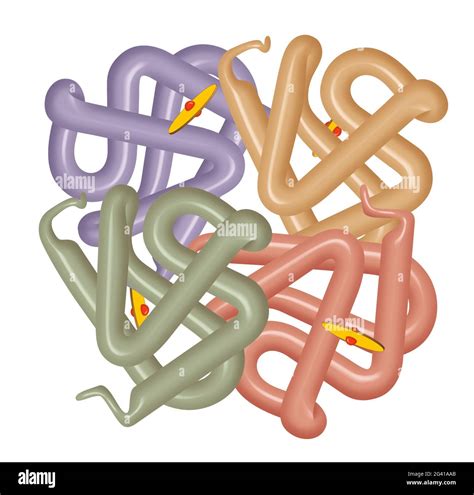 Structure of human hemoglobin molecule Stock Photo - Alamy