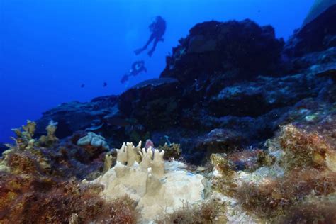 Scientists Say Coral Reefs Around The World Are Experiencing Mass