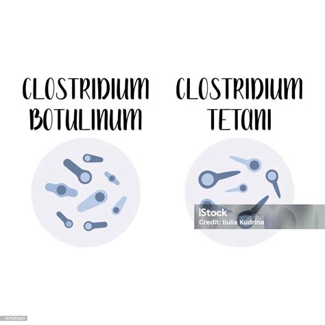 Clostridium Botulinum Clostridium Tetani Pathogen Rodshaped