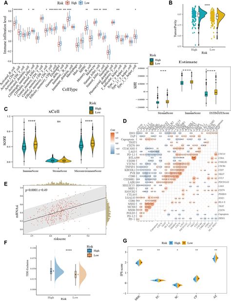 Frontiers Identification And Validation Of A Novel Cuproptosis