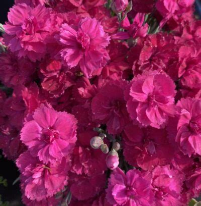 Dianthus Annette D Arcy And Everest