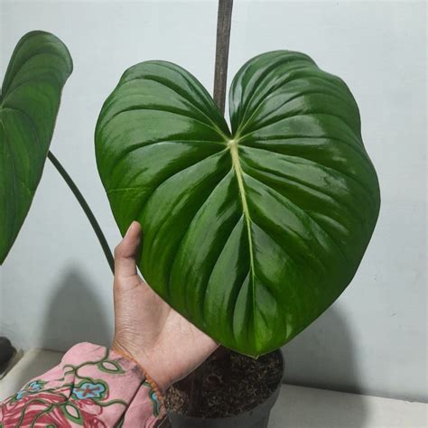 Philodendron Mcdowell Furniture Home Living Gardening Plants