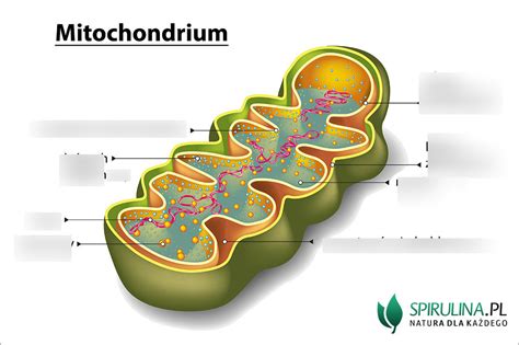 Budowa Mitochondrii Diagram Quizlet