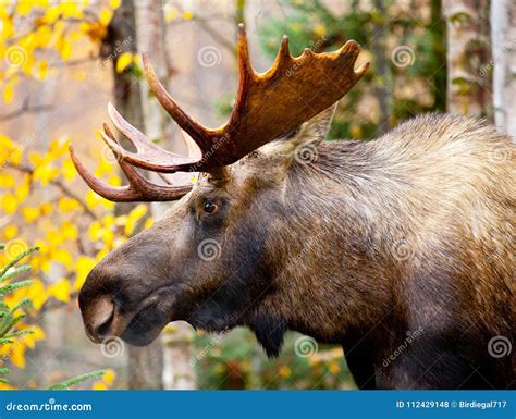 Moose Bull with Big Antlers, Head and Face. Male Stock Photo - Image of ...