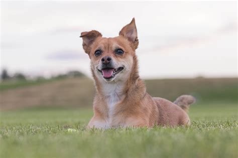 Chihuahua mix with terrier