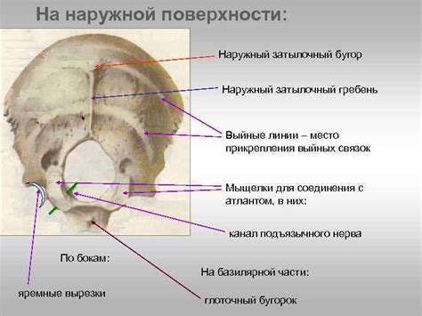Os occipitale Содержание Строение Тренинг