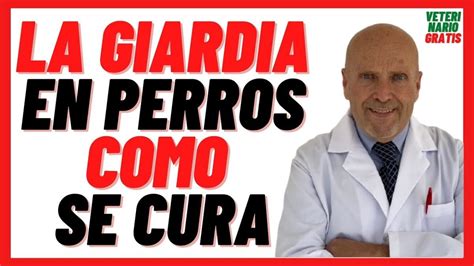 Giardia en perros Síntomas causas y tratamiento