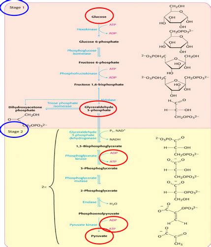 Biochem Final Exam Flashcards Quizlet