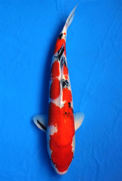 Taisho Sanshoku Koi