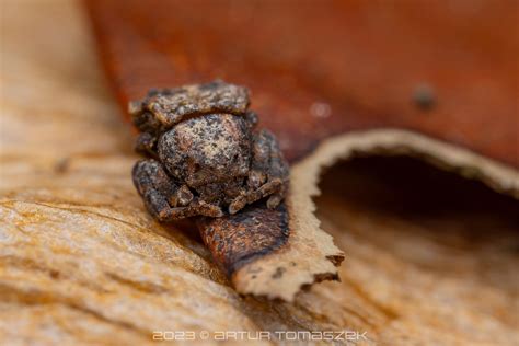 Boliscus Tuberculatus In July By Artur Tomaszek Inaturalist