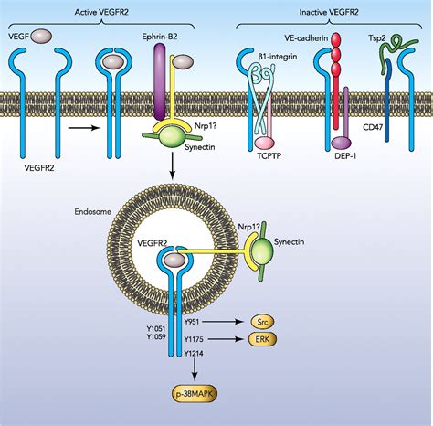 An Inside View VEGF Receptor Trafficking And Signaling Physiology