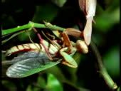 Cu Female Praying Mantis Eating Male - stock video - Getty Images