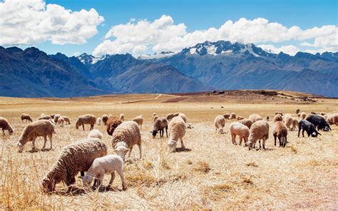 Wallpaper Landscape Mountains Animals Nature Sheep Peru Plateau