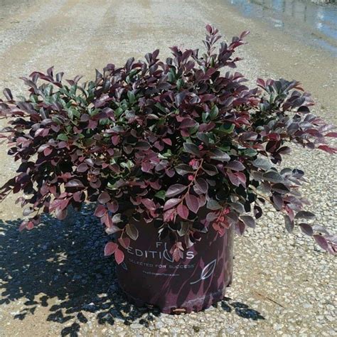 Loropetalum Chinense Var Rubrum Piilc I Pp25534 First Editions