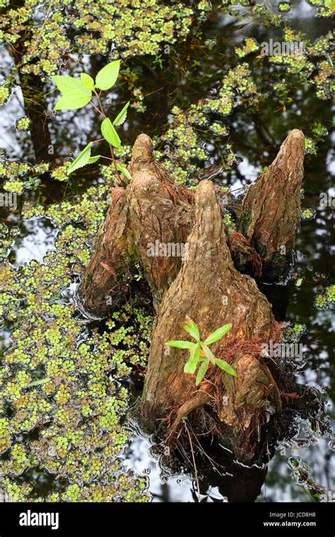 Bald cypress knees hi-res stock photography and images - Alamy