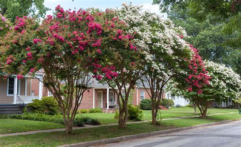 How To Grow Crape Myrtle The Home Depot